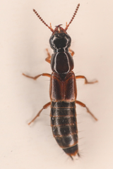 Quedionuchus