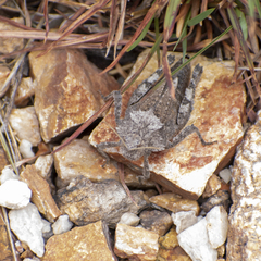 Spathalium audouinii