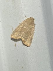 Bagisara rectifascia