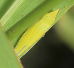 Draeculacephala producta