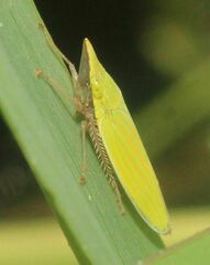 Draeculacephala producta