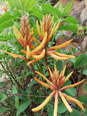 Erythrina leptorhiza