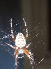 Araneus diadematus