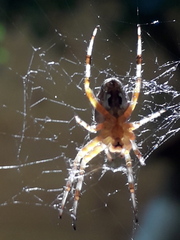 Araneus diadematus