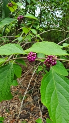 Callicarpa americana