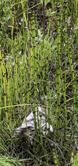 Equisetum variegatum alaskanum
