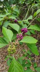 Callicarpa americana