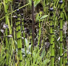Equisetum variegatum alaskanum