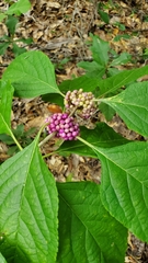 Callicarpa americana