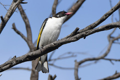 Grantiella picta