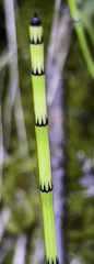 Equisetum variegatum alaskanum
