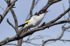 Grantiella picta