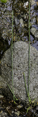 Equisetum variegatum alaskanum