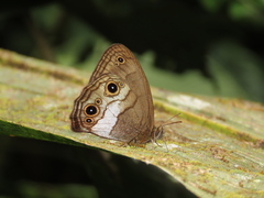 Optimandes eugenia transversa