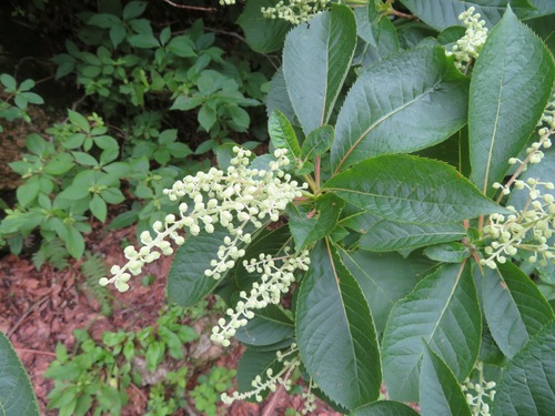 Image of Clethra barbinervis by (c) Marco Mussita, some rights reserved (CC BY)