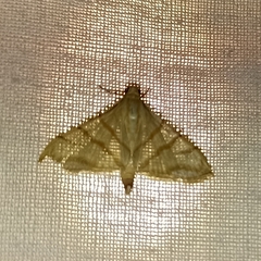 Pagyda salvalis