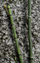 Equisetum variegatum alaskanum