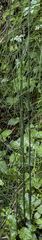 Equisetum variegatum alaskanum