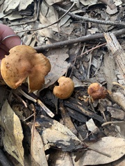 Pholiota communis