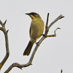 Lichenostomus cratitius