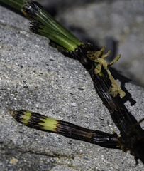 Equisetum variegatum alaskanum