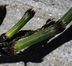 Equisetum variegatum alaskanum