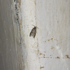 Lepidoptera