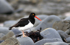 Haematopus leucopodus