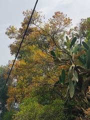 Hypericum canariense