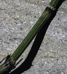 Equisetum variegatum alaskanum