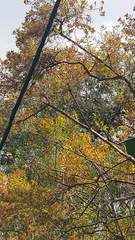 Hypericum canariense