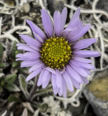 Erigeron hyperboreus