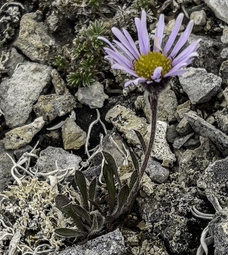 tundra fleabane (Erigeron hyperboreus)