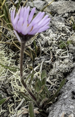 Erigeron hyperboreus
