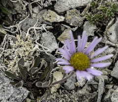Erigeron hyperboreus