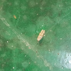 Lepidoptera
