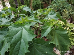 Datura stramonium