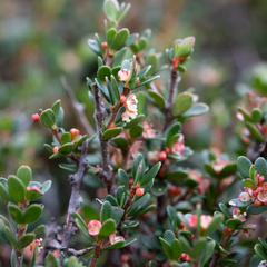 Micrantheum demissum