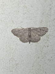 Idaea violacearia