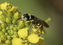 Philanthus ventilabris