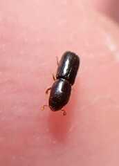 Xyleborinus saxesenii