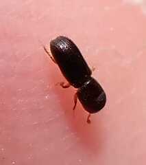 Xyleborinus saxesenii