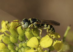 Philanthus ventilabris