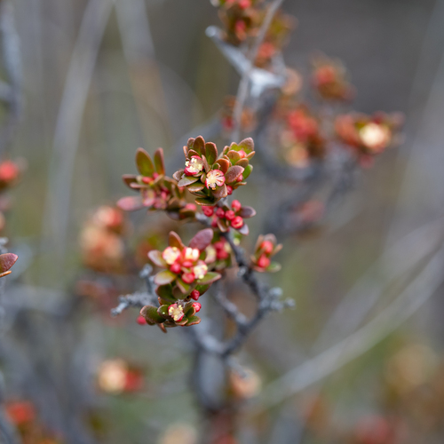 Dwarf micrantheum (Micrantheum demissum)