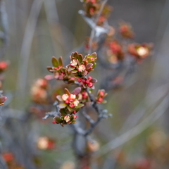 Micrantheum demissum
