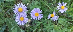 Aster altaicus