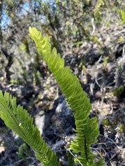 Polypodium pellucidum