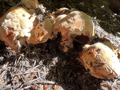 Sarcodon indurescens