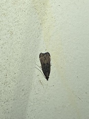 Dichomeris juncidella