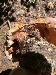 Sarcodon indurescens